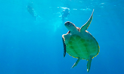 カンクンスノーケルツアー