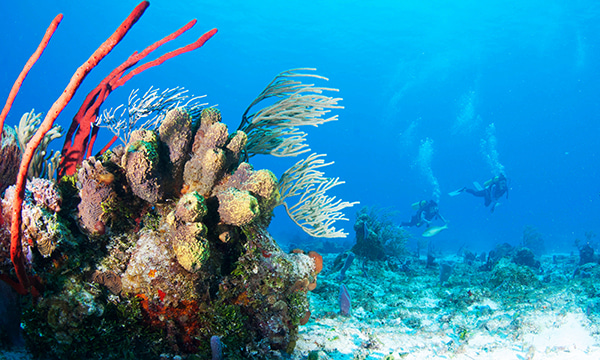 コスメル島ファンダイビング