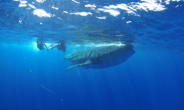 ジンベイザメシュノーケル